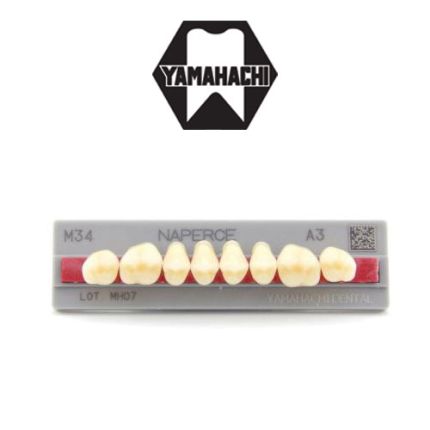 Yamahachi Naperce Posterior Artificial Teeth